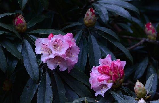 DSC_3190a.jpg