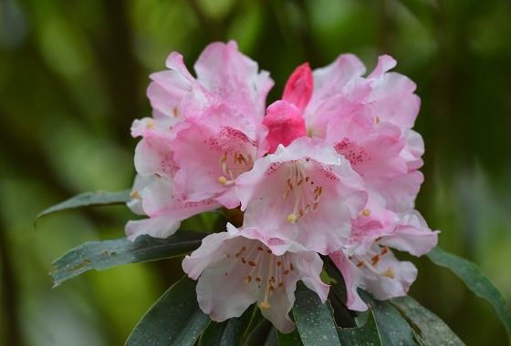 DSC_3195aaaa.jpg