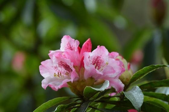 DSC_3196a.jpg