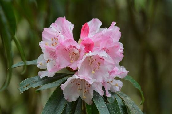 DSC_3198aaa.jpg