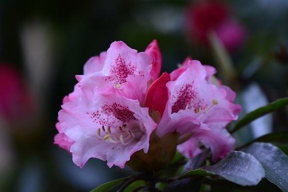 DSC_3202a.jpg