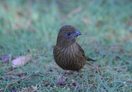 DSC_4618a.jpg