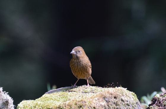 DSC_4846a.jpg