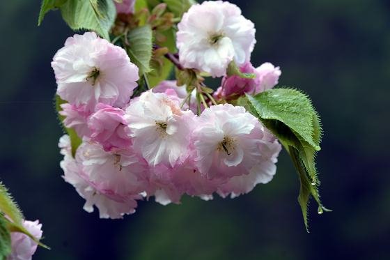 DSC_5152aaa.jpg