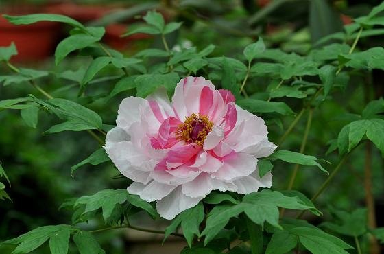 DSC_2311a.jpg
