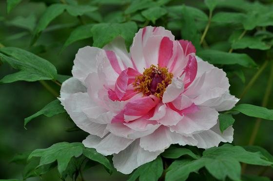 DSC_2312a.jpg