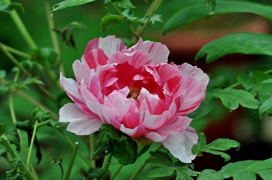 DSC_2354aaaa.jpg