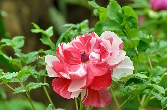 DSC_2413a.jpg