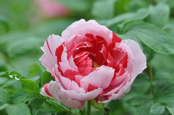 DSC_2509a.jpg