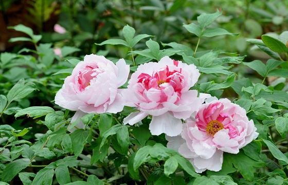 DSC_2523aaa.jpg