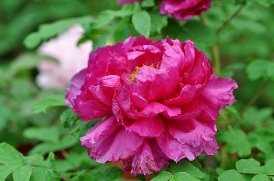 DSC_2296a.jpg