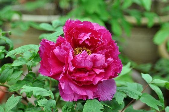 DSC_2297a.jpg