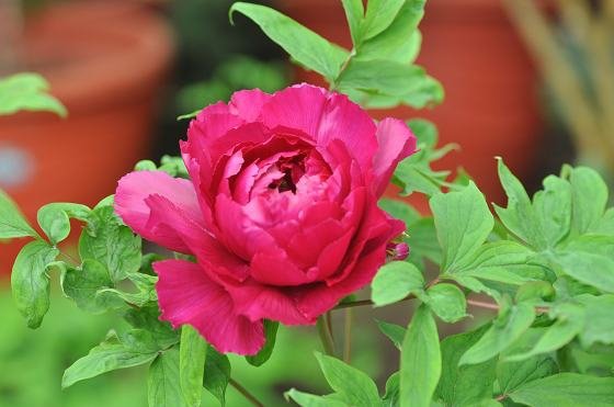 DSC_2310a.jpg