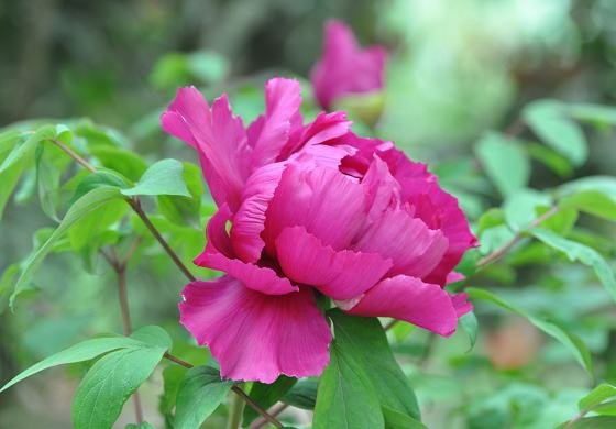 DSC_2426a.jpg