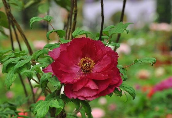 DSC_2409a.jpg