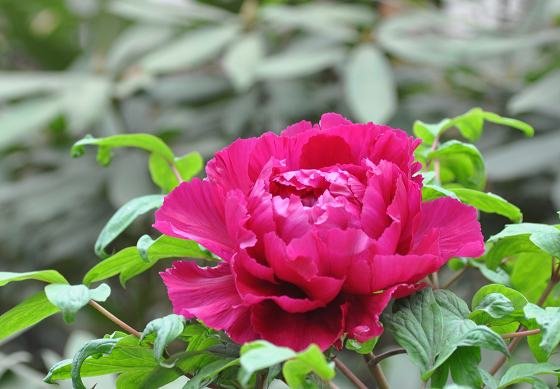 DSC_2451a.jpg