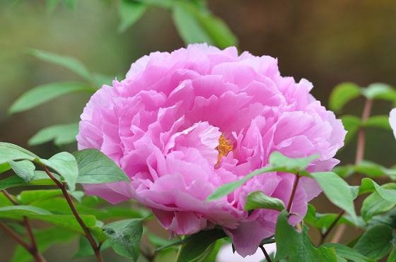 DSC_2500a.jpg