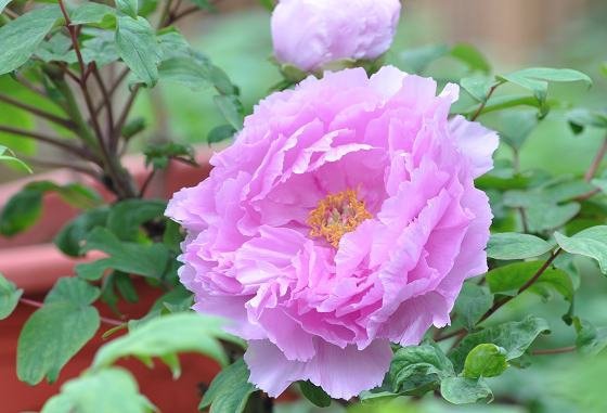 DSC_2536a.jpg