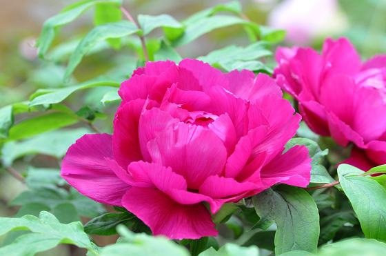 DSC_2540a.jpg