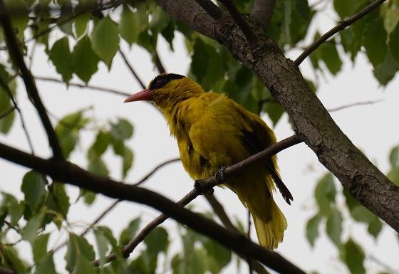 DSC_6255aaa.jpg