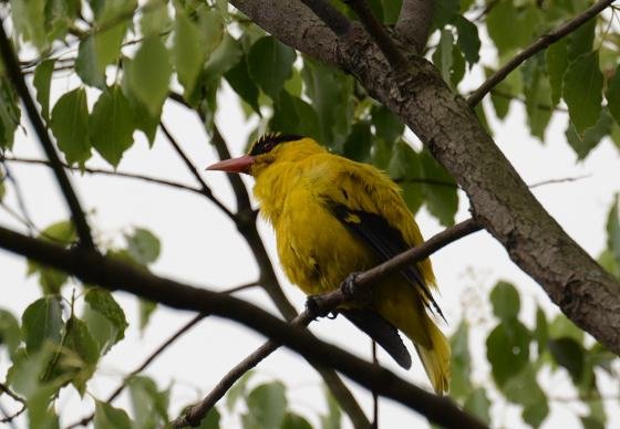 DSC_6260a.jpg
