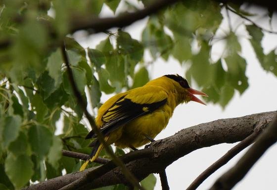 DSC_6264aaa.jpg