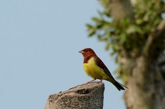 DSC_7437a560aaaaa.jpg