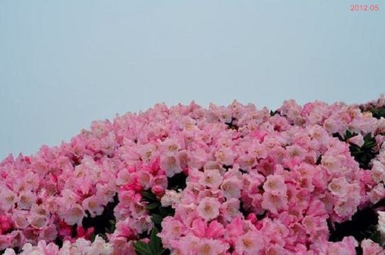 439216833_m[1]aaa2012.05.jpg