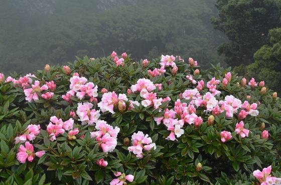 DSC_4091a.jpg