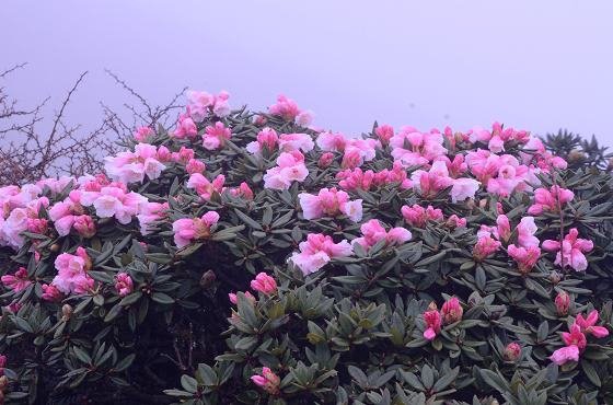 DSC_4153a.jpg
