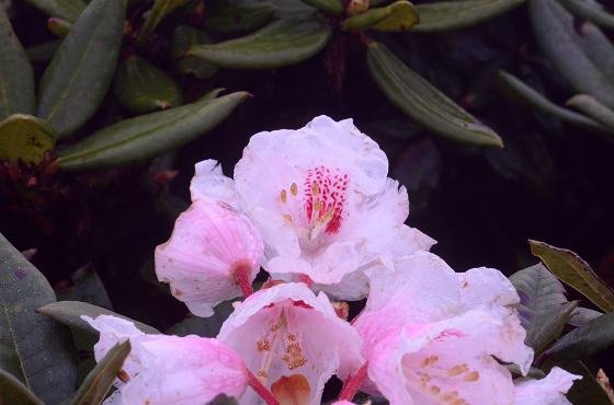 DSC_4155a.jpg