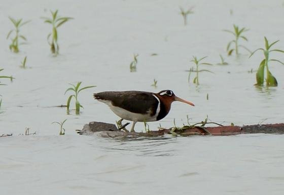 DSC_1632a.jpg
