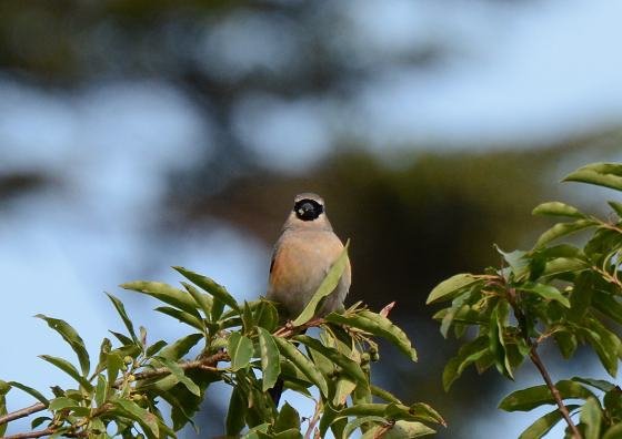 DSC_1679a.jpg