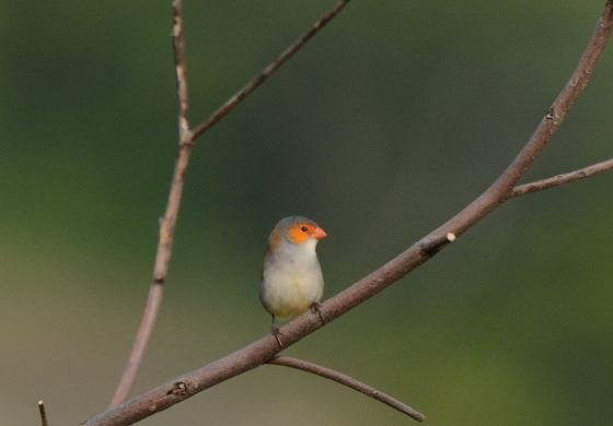 DSC_2433a.jpg