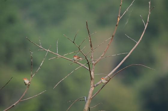 DSC_2435a.jpg