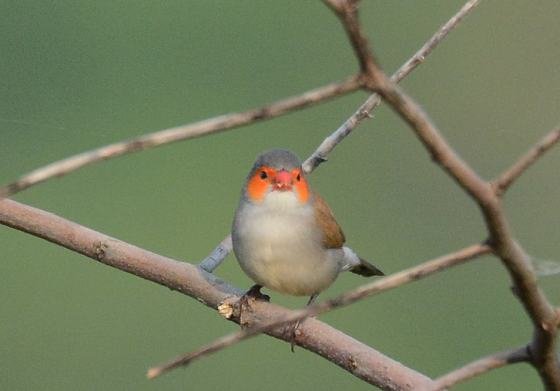DSC_2437aaaaa.jpg