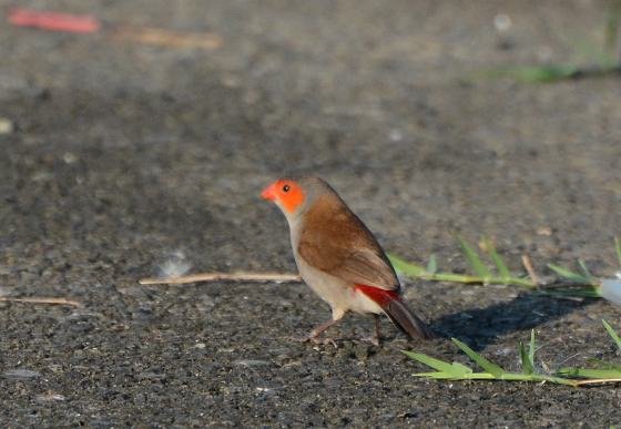 DSC_3577a.jpg