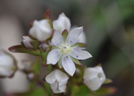 DSC_3471a.jpg
