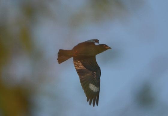 DSC_3307aaa.jpg