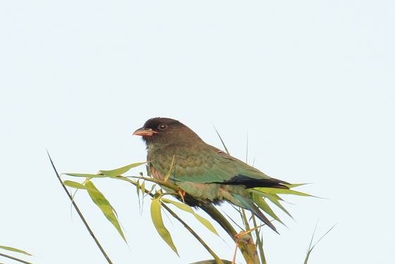 DSC_3380a.jpg