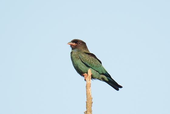 DSC_3460a.jpg