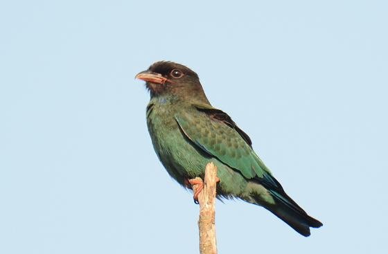 DSC_3460aaa.jpg