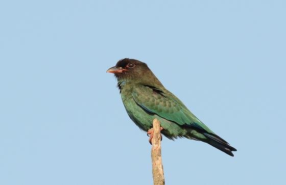 DSC_3499a.jpg
