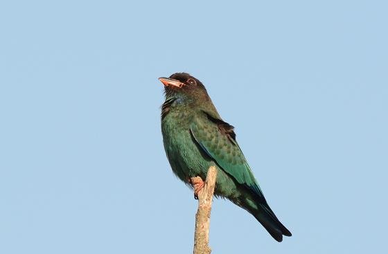 DSC_3505a.jpg