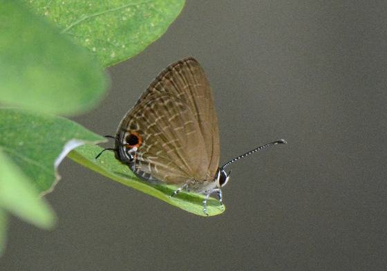 DSC_4971aaa.jpg