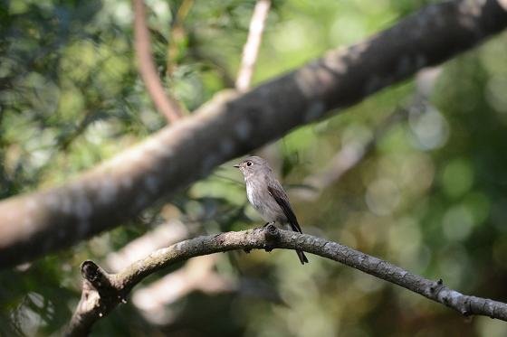 DSC_5063aaaa.jpg