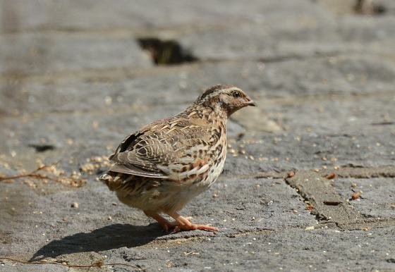 DSC_5626a.jpg