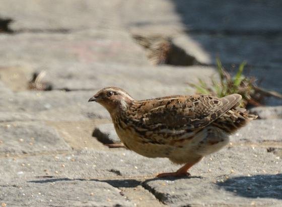 DSC_5651a.jpg