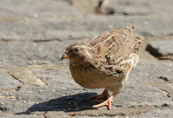DSC_5657a.jpg