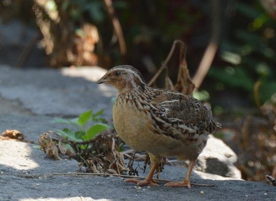 DSC_5665aaa.jpg